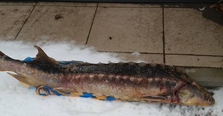 Браконьеры не дремлют. У Центрального рынка в Николаеве продавали краснокнижного осетра весом 4,2 кг