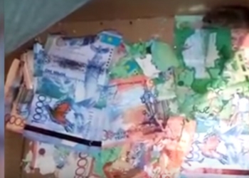 Поймали на месте преступления: пара мышей сгрызла весь запас банкнот в банкомате