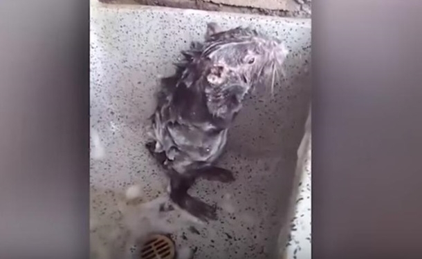В сети набирает популярность видео с купанием крысы в кухонной раковине
