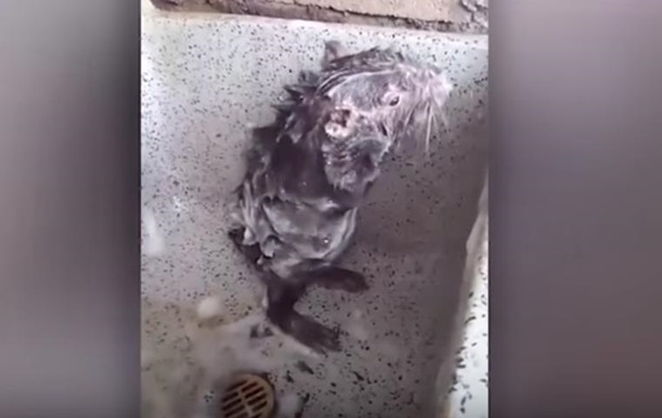В сети набирает популярность видео с купанием крысы в кухонной раковине 1