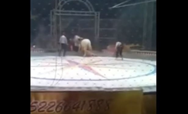 Жуть. Прямо на арене цирка на лошадь напали тигр и львица