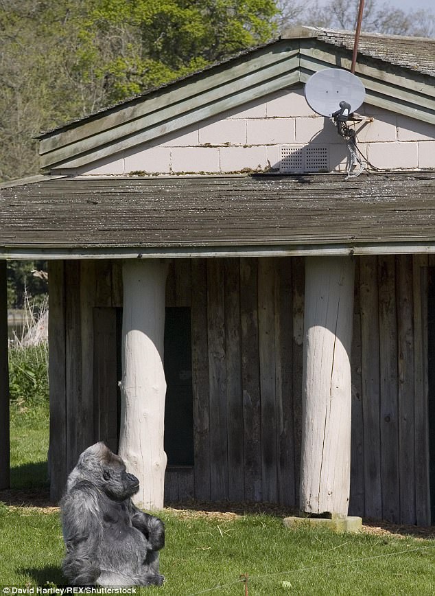 Он прожил неплохую жизнь в неплохих условиях: в английском сафари-парке Longleat умерла одна из старейших серебристых горилл в мире 5