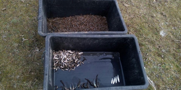 Найденная в Березанском лимане корюшка принесла рыбаку горюшко – его задержал Николаевский рыбоохранный патруль