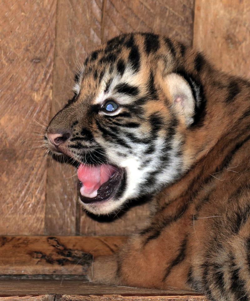 Теперь их и показать уже не страшно: в Николаевском зоопарке родились два амурских тигренка 5