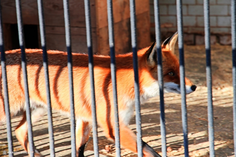 Лис, живущих в Николаевском зоопарке, ждет улучшение жилищных условий 5
