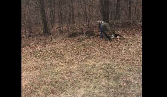 Пора выбрасывать елку? Ну, если у вас нет собак, то без проблем