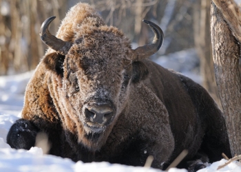 Во Львовской области спасли зубра – он провалился в ледяную воду и застрял во льду