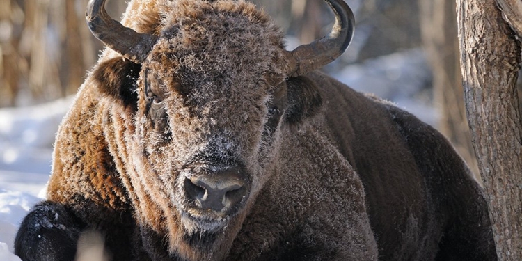 Во Львовской области спасли зубра – он провалился в ледяную воду и застрял во льду