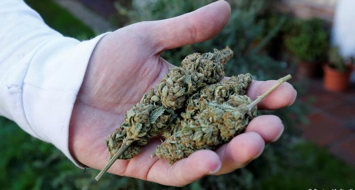 В Германии спрос на лечебную коноплю бьет рекорды