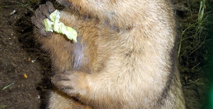 Аномально рано в Николаевском зоопарке наступил… День сурка