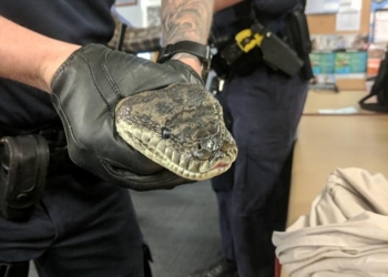 Нелегко австралийским полицейским: во время обыска в одном из домов они нашли наркотики, оружие и двух почти 15-килограммовых питонов