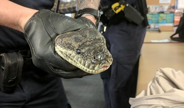 Нелегко австралийским полицейским: во время обыска в одном из домов они нашли наркотики, оружие и двух почти 15-килограммовых питонов