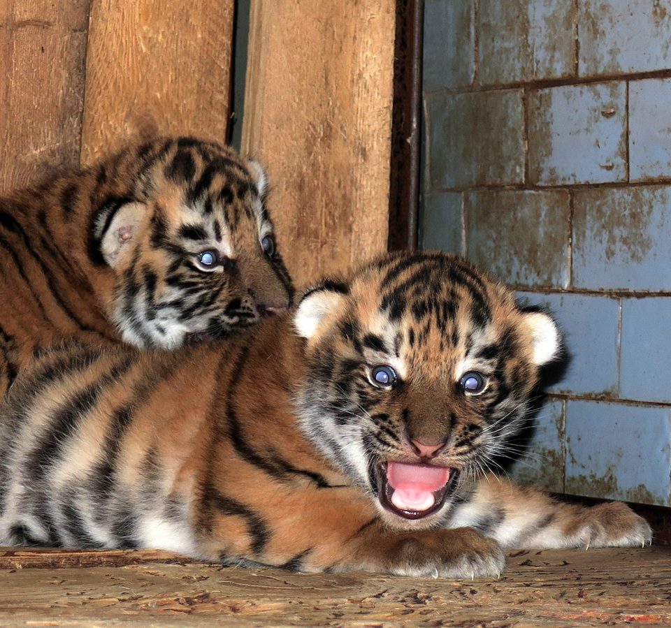 Теперь их и показать уже не страшно: в Николаевском зоопарке родились два амурских тигренка 7