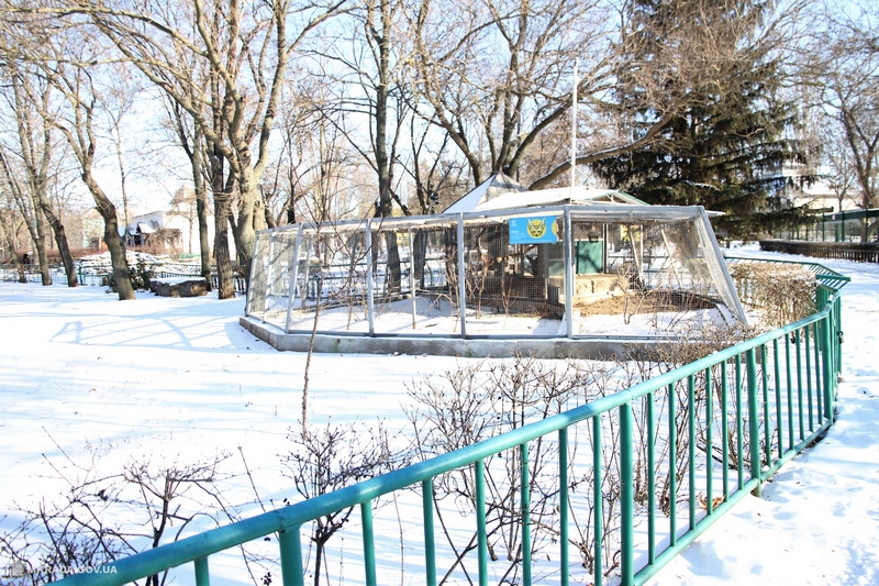 Лис, живущих в Николаевском зоопарке, ждет улучшение жилищных условий 7