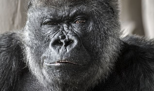 Он прожил неплохую жизнь в неплохих условиях: в английском сафари-парке Longleat умерла одна из старейших серебристых горилл в мире
