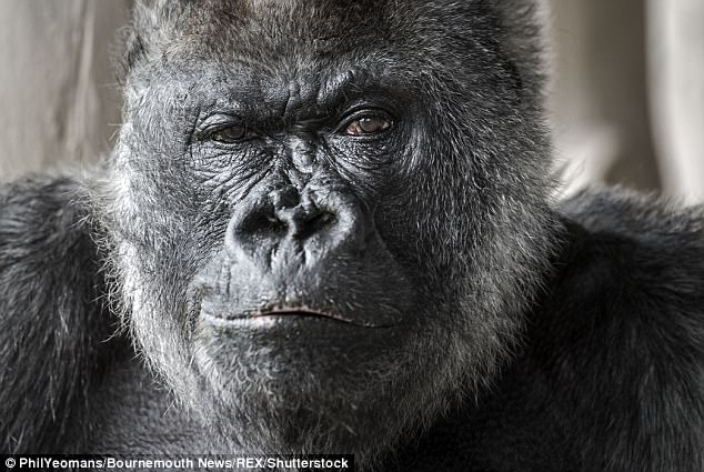 Он прожил неплохую жизнь в неплохих условиях: в английском сафари-парке Longleat умерла одна из старейших серебристых горилл в мире 9