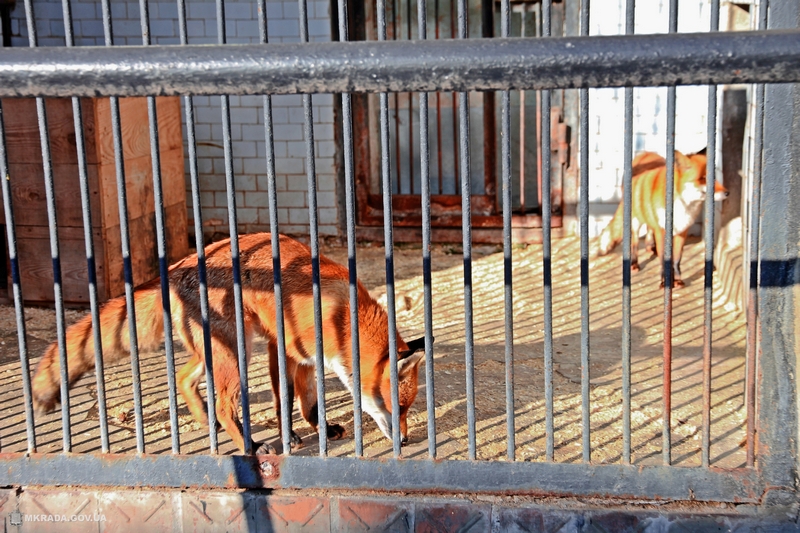 Лис, живущих в Николаевском зоопарке, ждет улучшение жилищных условий 9