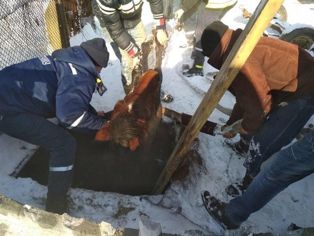 Во Львовской области спасатели вытащили из канализационной ямы живую лошадь 2