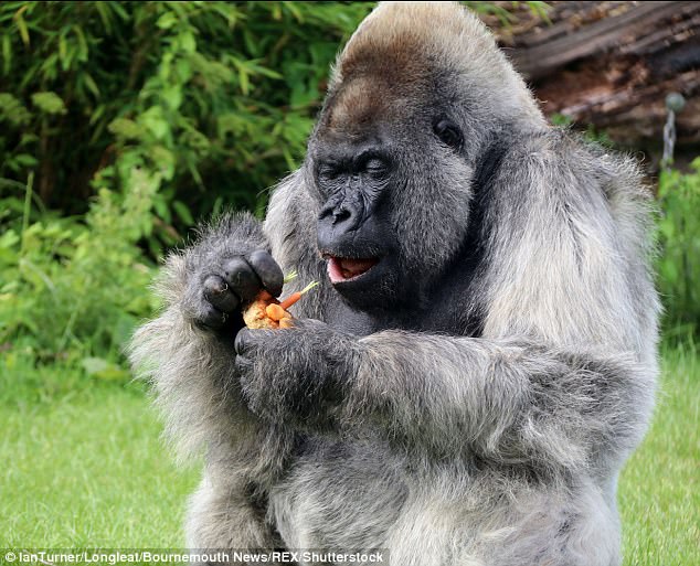 Он прожил неплохую жизнь в неплохих условиях: в английском сафари-парке Longleat умерла одна из старейших серебристых горилл в мире 11