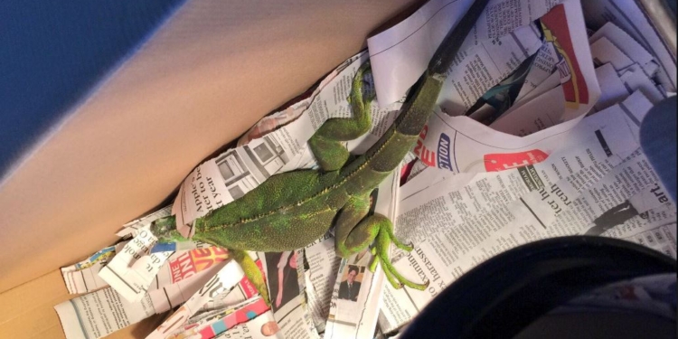 Замерзают. В США “осыпаются” с деревьев игуаны – коченеют на глазах