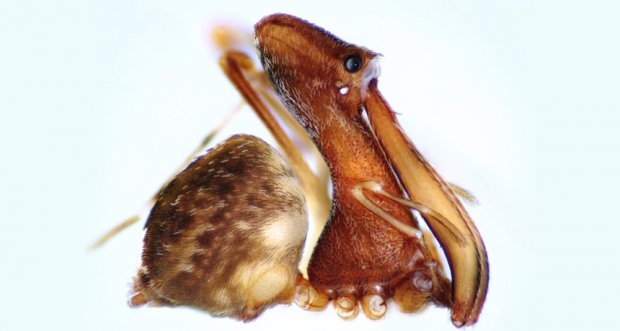 Ученые обнаружили на Мадагаскаре неизвестных науке пауков-убийц