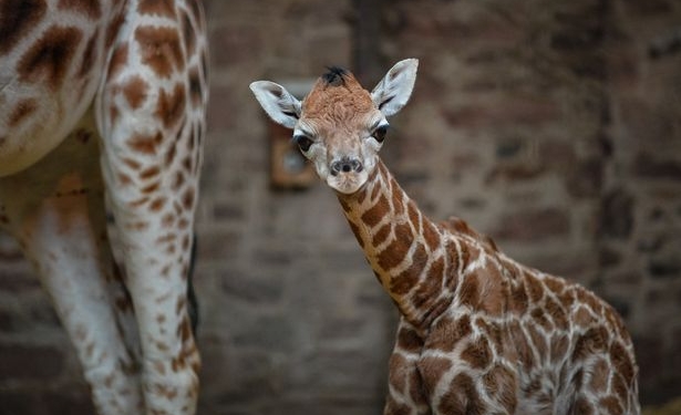 «И швец, и жнец, и на дуде игрец»: список требований к смотрителю жирафа в Честерском зоопарке впечатляет