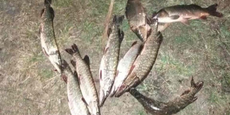 Браконьеры не празднуют. Под Николаевом этой ночью рыбный патруль задержал очередного рыбака с сетями