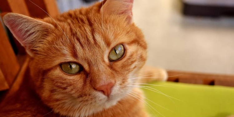 Странная женщина. В Италии кот унаследовал 30 тыс. евро. А когда-то был бездомным