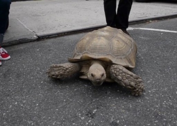 Размер имеет значение: канадец продал краденую черепаху и загремел в тюрьму