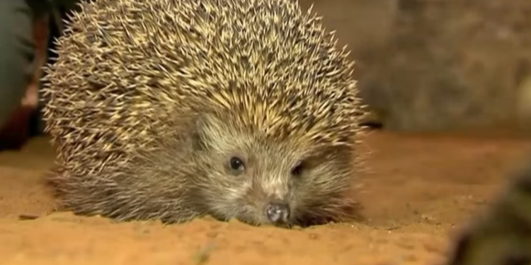 В одном из зоопарков Израиля растолстевших ежиков посадили на диету