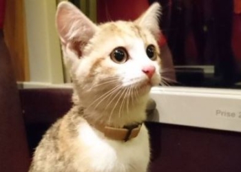 Во Франции потерявшийся кот вернулся к хозяйке на поезде