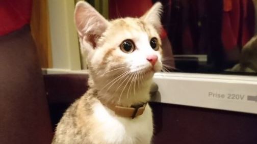 Во Франции потерявшийся кот вернулся к хозяйке на поезде 1