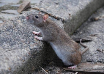 Ужас. Кривой Рог захватили полчища серых крыс – охотятся на голубей и не боятся людей