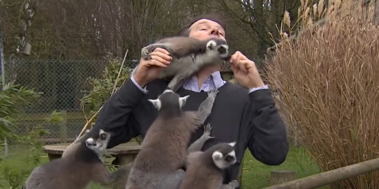Журналист провалил репортаж из-за ласковых лемуров