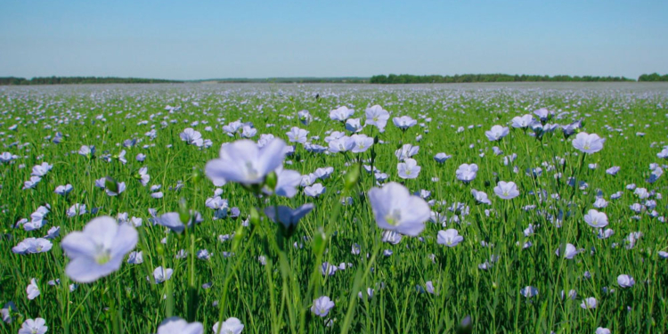 Николаевская область установила АПК-рекорд в прошлом году. Не угадаете, какой