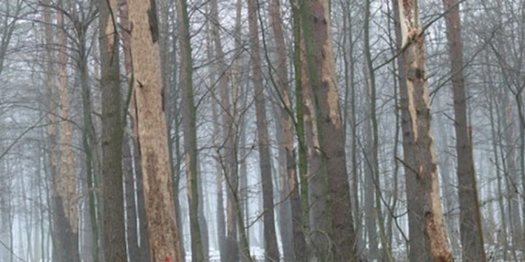 В Винницкой области на грани высыхания находятся 9500 гектаров хвойного леса
