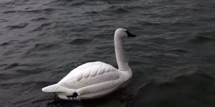 В Сингапуре будут использовать лебедей-роботов для контроля за чистотой воды