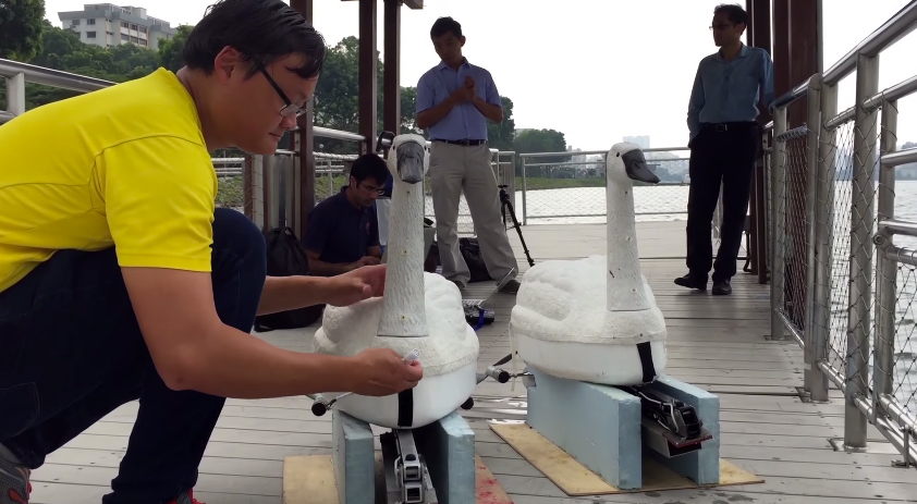 В Сингапуре будут использовать лебедей-роботов для контроля за чистотой воды 7