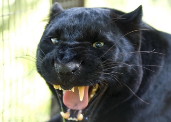 Дикие животные не годятся в качестве домашних любимцев: в Подмосковье пантера загрызла человека