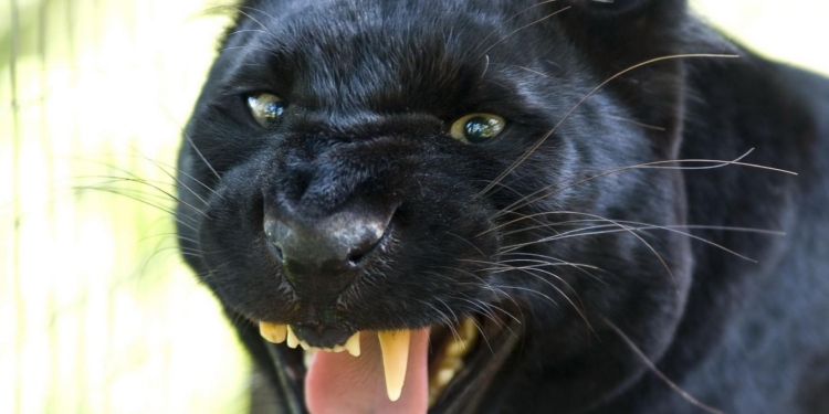 Дикие животные не годятся в качестве домашних любимцев: в Подмосковье пантера загрызла человека