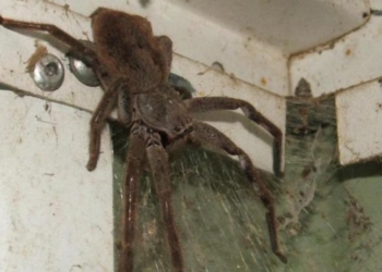 Попытка уничтожить паука стоила американцу его дома