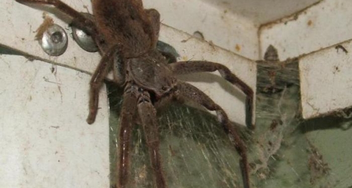 Попытка уничтожить паука стоила американцу его дома