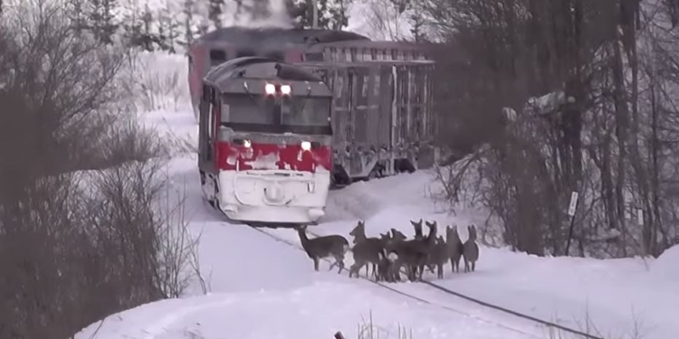В Японии олени поездов не боятся, поэтому решили их отгонять звериными голосами
