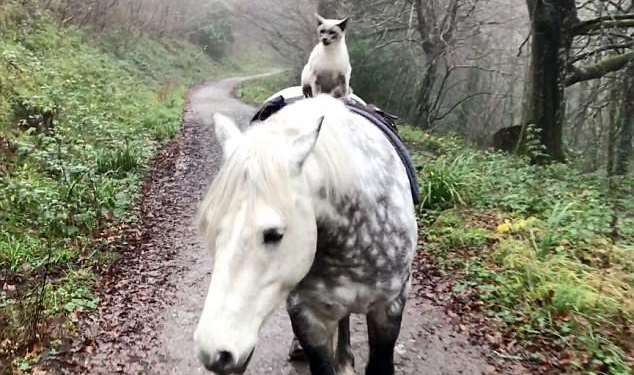 Сеть растрогала дружба кота и пони