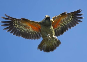 В Новой Зеландии начали делать придорожный спортплощадки для попугаев кеа – символа страны