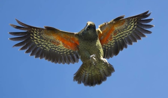 В Новой Зеландии начали делать придорожный спортплощадки для попугаев кеа – символа страны