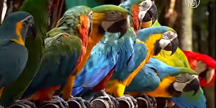 Шумно, но весело. В Индии организовали парк для попугаев