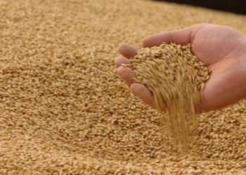 Украине хватило 5 дней, чтобы исчерпать годовые квоты на поставки пшеницы и кукурузы в Евросоюз