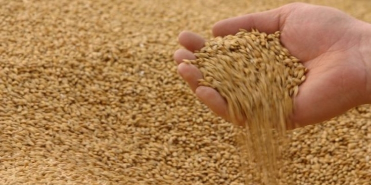 Украине хватило 5 дней, чтобы исчерпать годовые квоты на поставки пшеницы и кукурузы в Евросоюз