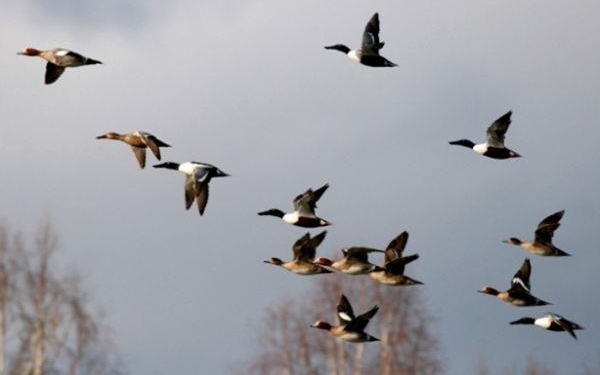 В Херсонской области рядом с Крымом массово гибнут дикие птицы. Причины не ясны, только догадки